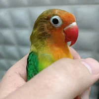 طوطی برزیلی