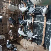 کفتر بوم ۳۲تا