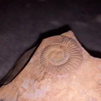 فسیل آمونیت|کلکسیون اشیاء عتیقه|قم, محمد آباد|دیوار