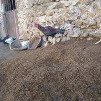 خروس لاری|حیوانات مزرعه|آذرشهر, |دیوار