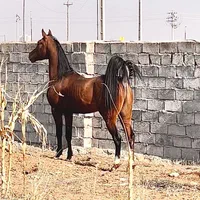 اسب عرب مصری یک سر وارداتی|اسب و تجهیزات اسبسواری|میانه, |دیوار