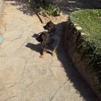 توله ژرمن دوماهه|سگ|چهارباغ, |دیوار