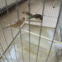 ۳ عدد قناری ماده اوپال