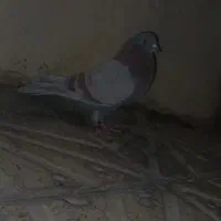 کبوتر تهرانی