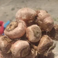 خریدوفروش پیاز زعفران وزیری
