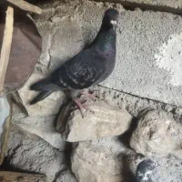 کبوتر پلاکی و کشتنی|پرنده|شیراز, فخرآباد (دروازه کازرون)|دیوار