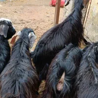 6 راس بزغاله چاق کشتاری