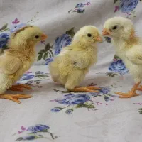 جوجه لاری اوشامو اصل