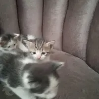 فروش بچه گربه به انتخاب خریدار|گربه|شهریار, |دیوار