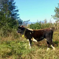 گاو یا گوساله ماده چالوسی تیپ دار ۴ ماهه لیشه|حیوانات مزرعه|گوراب زرمیخ, |دیوار