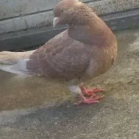 کفتر زرد تک پر پرشی