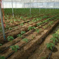 استخدام کارگر خانم