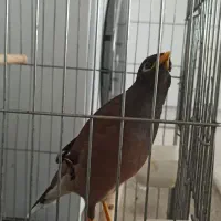 مرغ مینا سخنگو و خیلی باحال