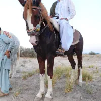 کرنک چهار قلم سفید یورقه