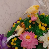 قناری گم شده