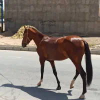 کره اسب نریان|اسب و تجهیزات اسبسواری|نظرآباد, رسالت|دیوار