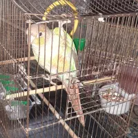 گرینچیک سخنگو|پرنده|ری, حمزه‌آباد|دیوار