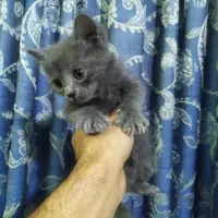 ۳ قلاده گربه بریتیش مو کوتاه و مو بلند|گربه|شیراز, گلکوب|دیوار