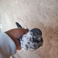 کفتر پرشی ماده