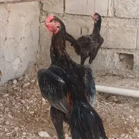 مرغ و خروس