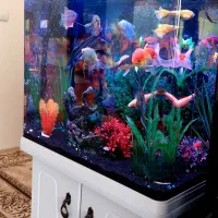 آکواریوم|ماهی|پاکدشت, پاکدشت (مامازند)|دیوار