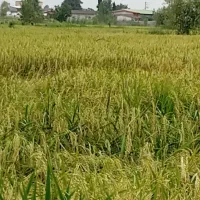 زمین کشاورزی