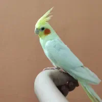 یک عدد عروس هلندی لوتینو نر|پرنده|مشهد, کوه سنگی|دیوار
