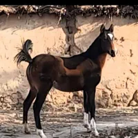 اسب کره مادیان شجره دار