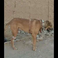 توله چهارده ماهه سروکله دار و درشت و ذات خوب|سگ|کاشمر, |دیوار