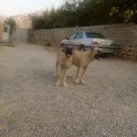 سگ سرابی|سگ|مرودشت, رامجرد یک|دیوار
