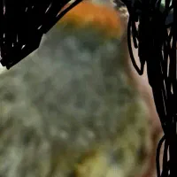 پرند گلبسرزیرقیمت