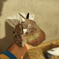 کبوتر|پرنده|مشگین شهر, |دیوار