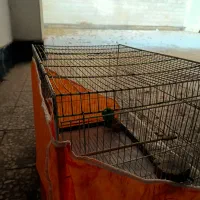 قفس  پرنده|لوازم جانبی حیوانات|قدس, شهر‌قدس|دیوار