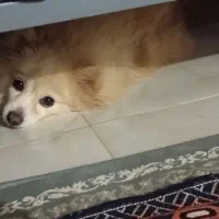 سگ پامر  باهوش و با ادب