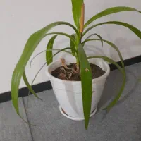 نظافت  و تعمیرات  منزل