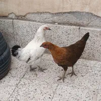 مرغ جوان وسرحال فقط ۹۰۰