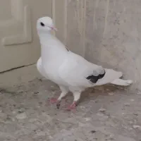 یک جفت کبوتر تهرانی|پرنده|اصفهان, سرچشمه|دیوار