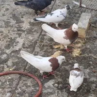 کفتر پرشی زرنگ بیاجلوت مپرونمش|پرنده|شیراز, دست خضر|دیوار
