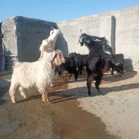 بزغاله نر|حیوانات مزرعه|کرمانشاه, |دیوار