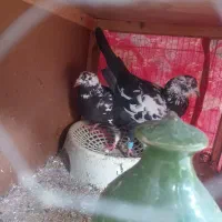 کبوتر معاوضه|پرنده|گنبد کاووس, |دیوار