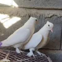 کفتر جوجه گره و درجایی