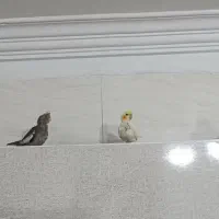 ۳تا جوجه دستی عروس هلندی