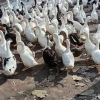 فروش اردک گوشتی وزن بالا