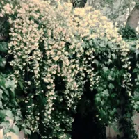 خوابگاه پانسیون دخترانه-ارزان-ولیعصر-پذیرش مهمان|اجارهٔ کوتاه‌مدت آپارتمان و سوئیت|تهران, اسکندری|دیوار