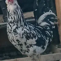 خروس گلین چهل تاج