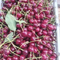 آلبالو ارگانیگ درشت باغ پدری