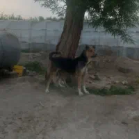 واگذاری لاس سرابی گله ای