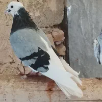 کبوتر شازده سبز وپاکستانی