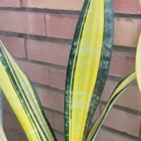 سانسوریا و کاکتوس خاص و کلکسیونی|گل و گیاه طبیعی|تبریز, |دیوار