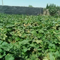 زمین-500متری-دیوار-کشی-شده